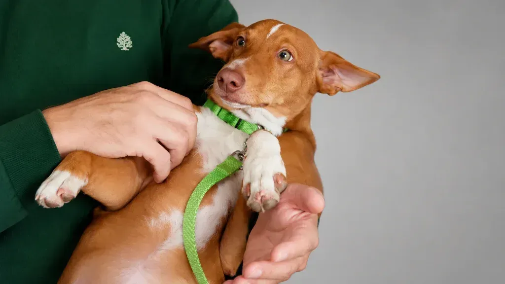 Perro en adopción en Málaga