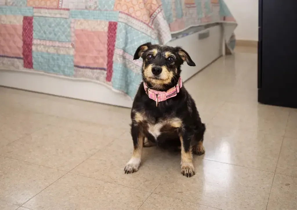 Roxy, perro apadrinado en Málaga